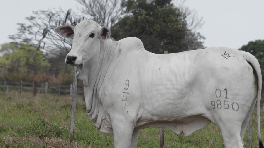 Lote LOTE 51