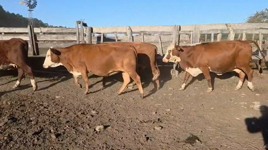 Lote 36 Vacas de invernar