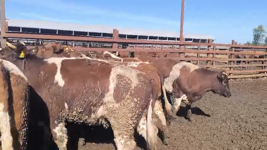 Lote 20 Vaquilla Gorda en Los Ángeles, VIII Región Biobío