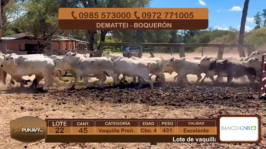 Lote Vaquillas Preñadas