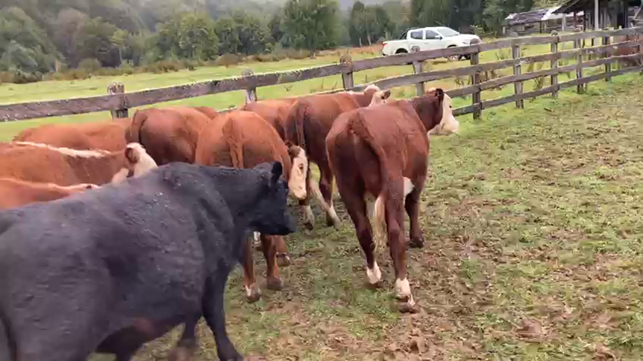 Lote 54 Novillo Engorda en Coyhaique, XI Región Aysén
