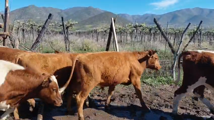 Lote 55 Novillo Engorda en Salamanca, IV Región Coquimbo