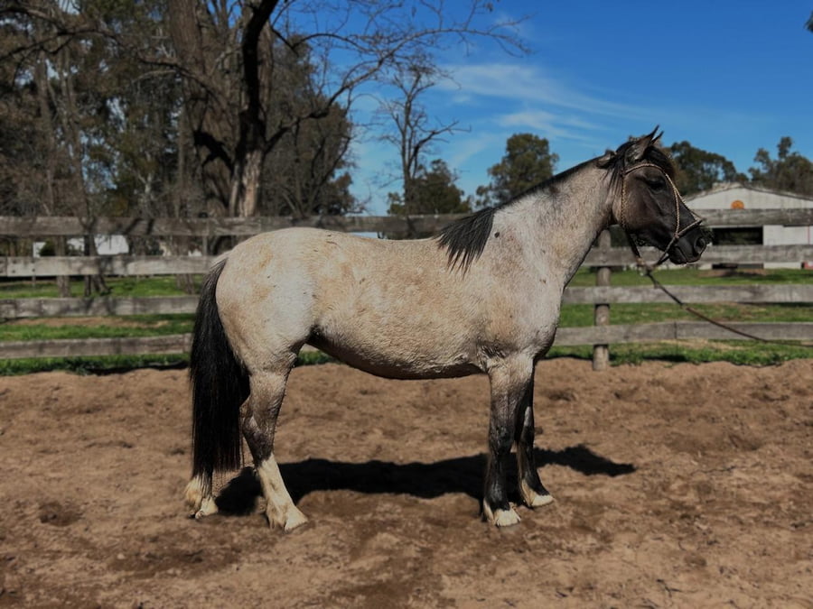 Lote GOLILLA MORISCA