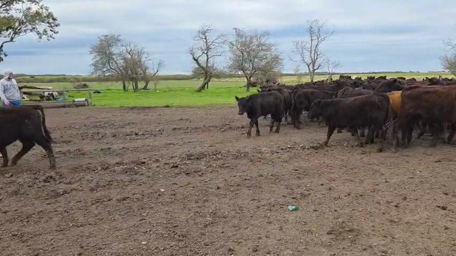Lote 150 Terneros en Villaguay - ER