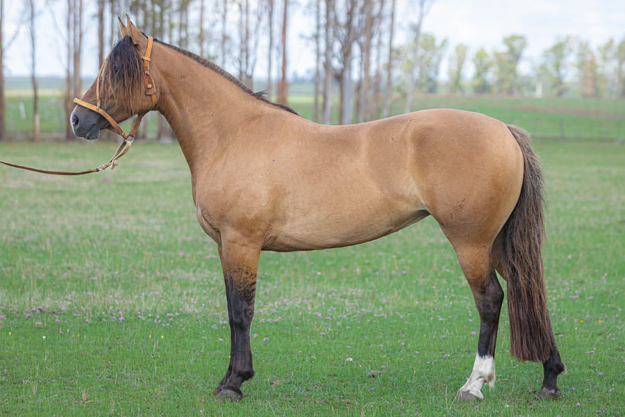 Lote Humareda Del Malo