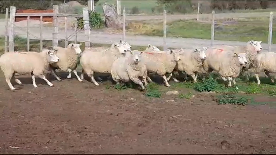 Lote OVEJAS - BORREGAS