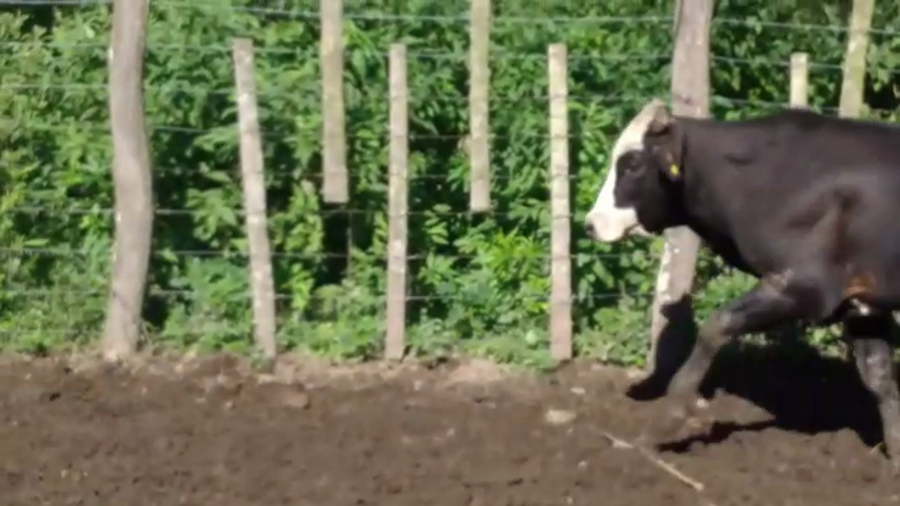 Lote 150 Novillos en Pirané, Formosa