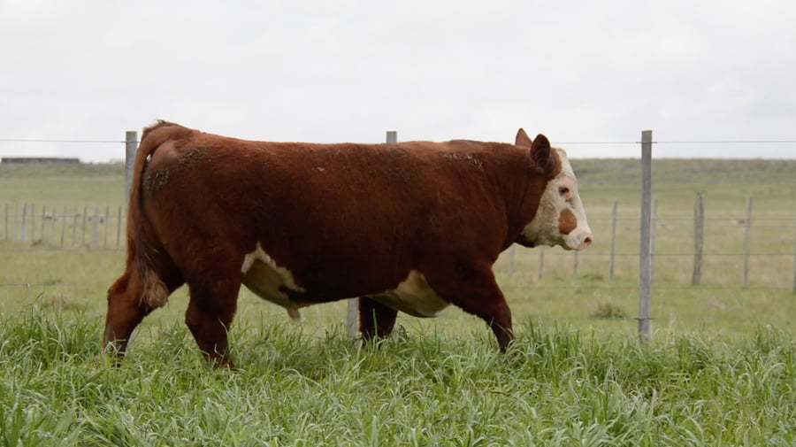 Lote POLLED HEREFORD