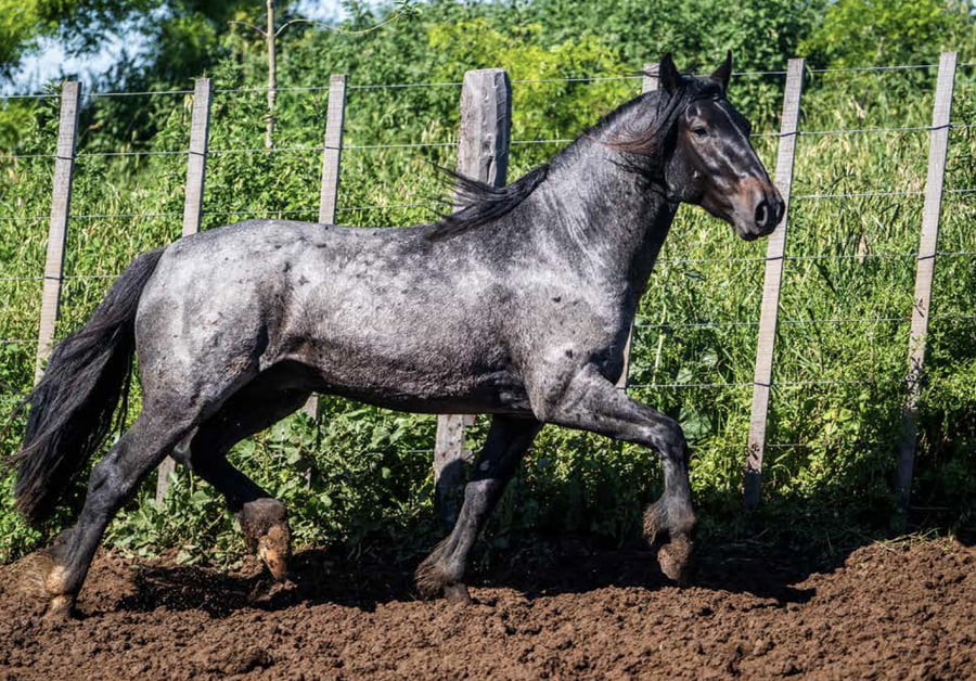 Lote DEL OESTE LINCE