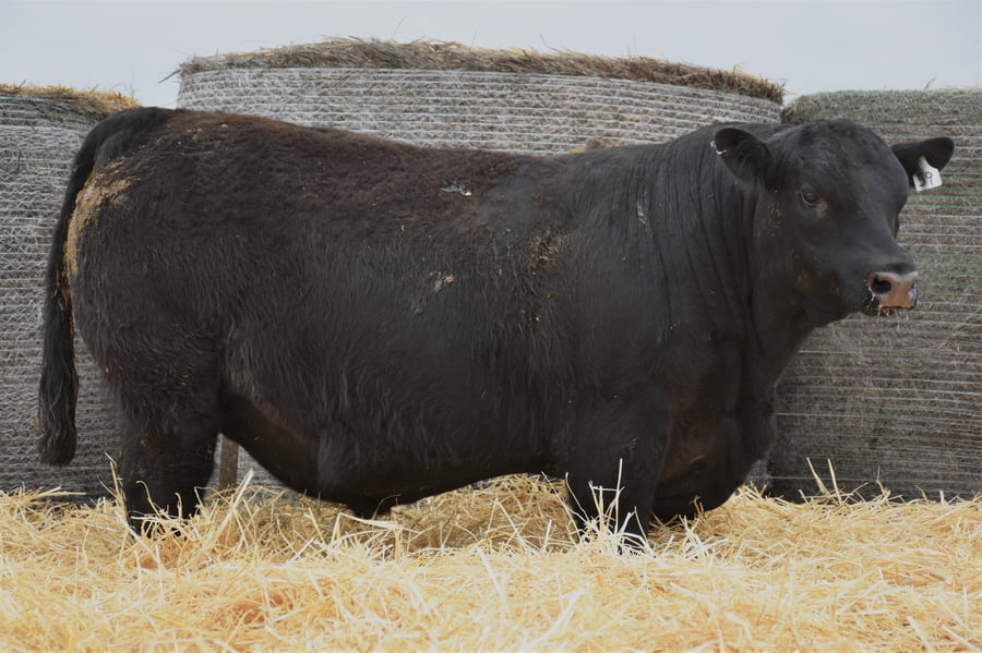 Lote TOROS PC