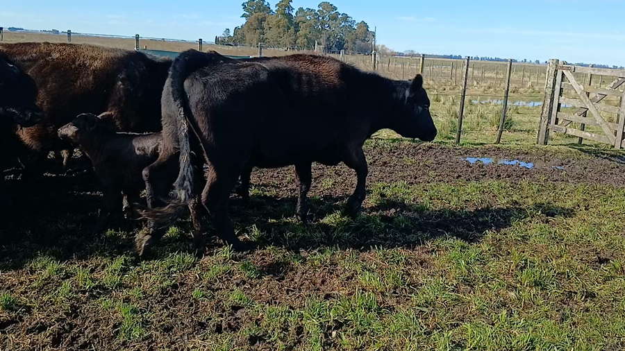 Lote 23 Vacas CUT con cría en Rauch