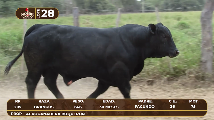 Lote Lote 28