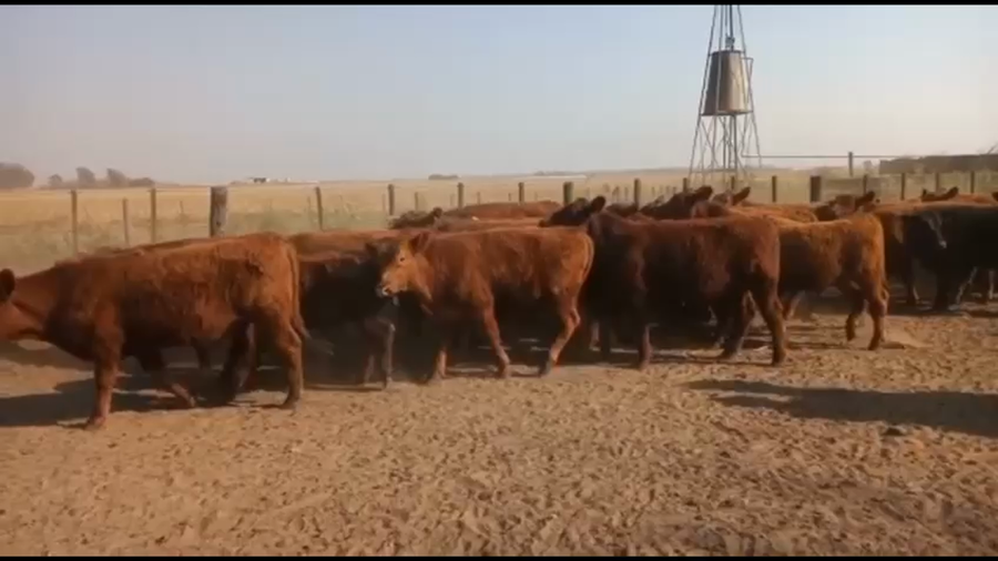 Lote 70 Terneros en Christophersen, Santa Fe