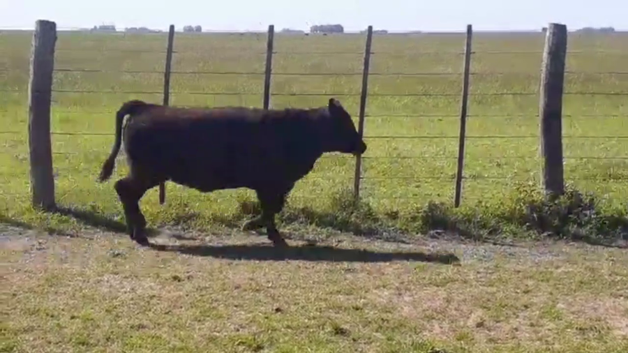 Lote 63 TERNS. HEMBRAS, AYACUCHO, BS. AS.