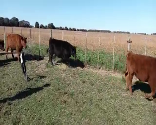 Lote 54 Novillitos y Vaquillonas de 265 Kgs en Loberia