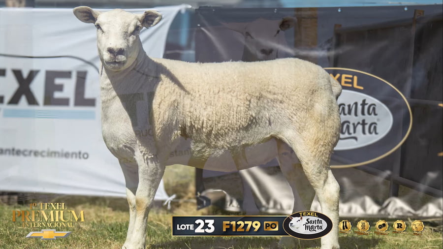 Lote Borregas a remate en 1º Texel Premium Internacional, Canelones