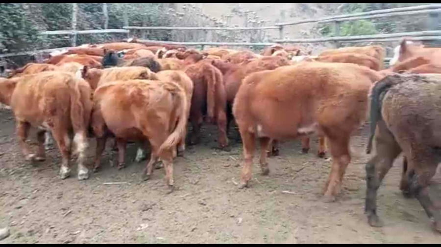 Lote 59 Ternera en Puchuncaví, V  Región Valparaíso