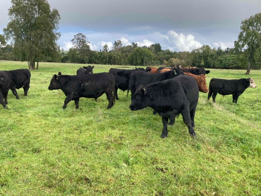 Lote 53 Novillo Engorda en Puerto Varas, X Región Los Lagos