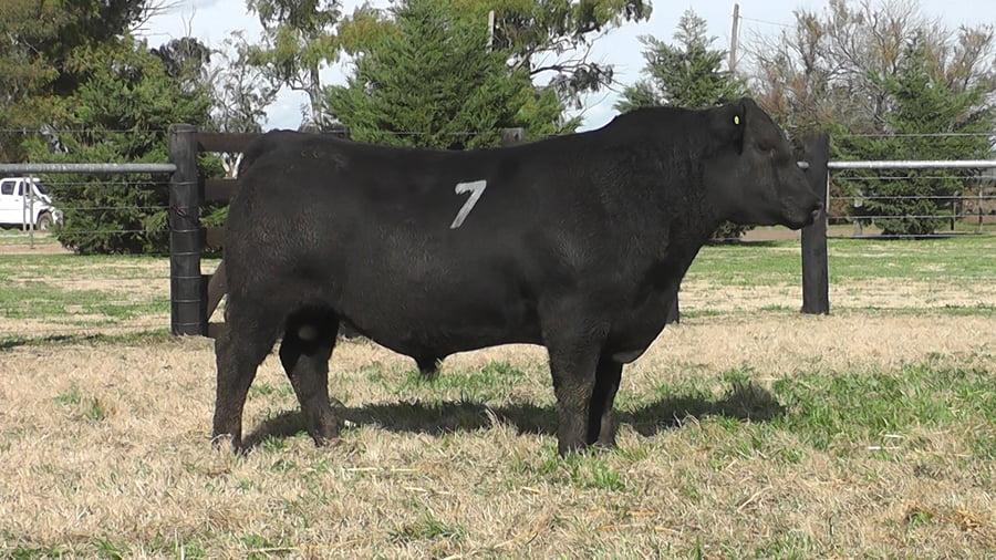 Lote TOROS ANGUS PC