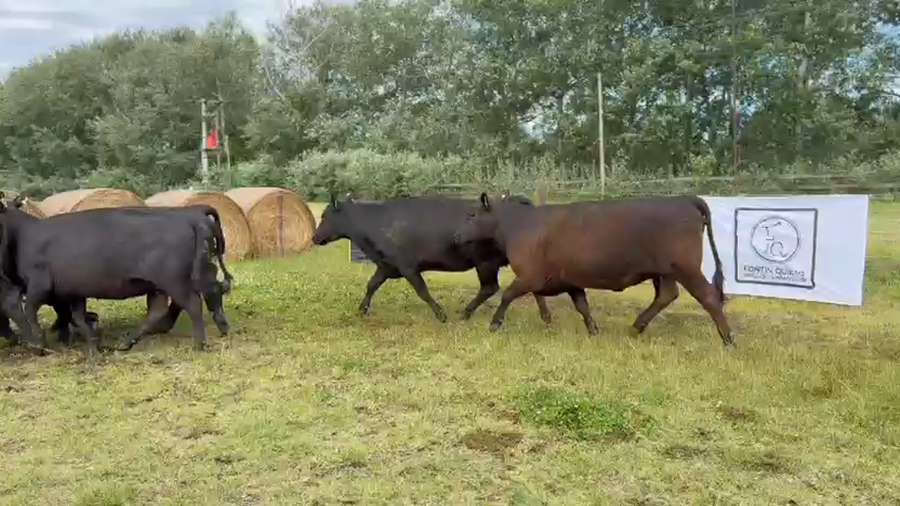 Lote 10 Vacas nuevas Preñadas