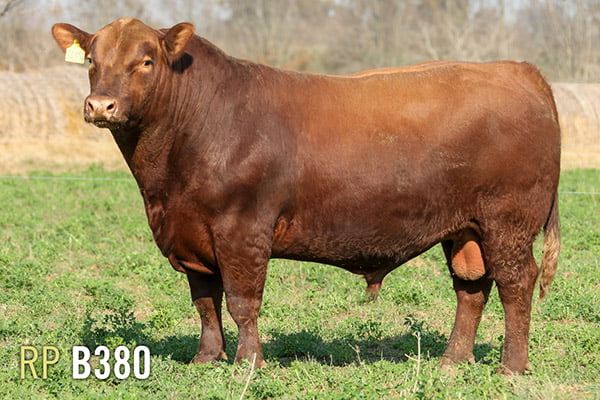 Lote 3 TOROS PUROS DE PEDIGREE