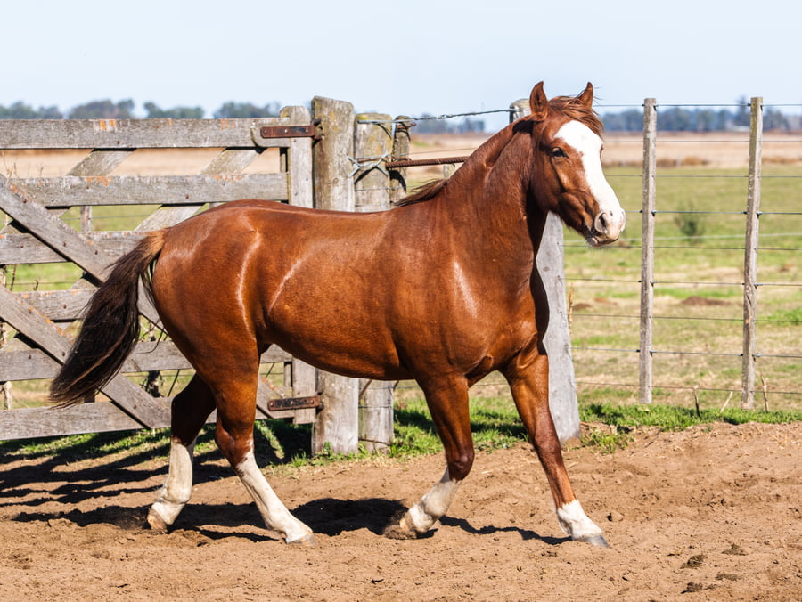 Lote Epumer Escarapela