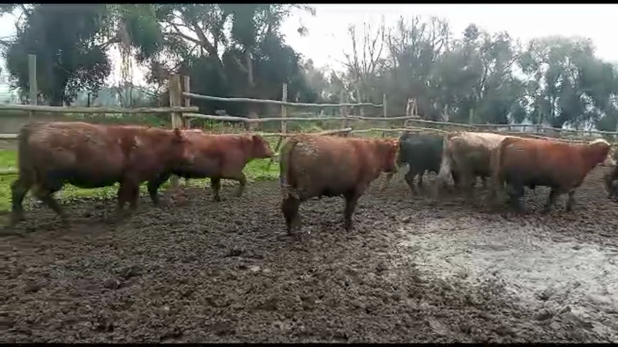 Lote 49 Novillo Engorda en Melipilla, Región Metropolitana