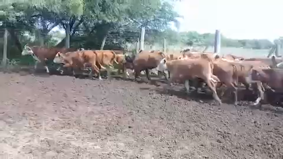 Lote 80 Terneros/as en Pampa del Infierno, Chaco