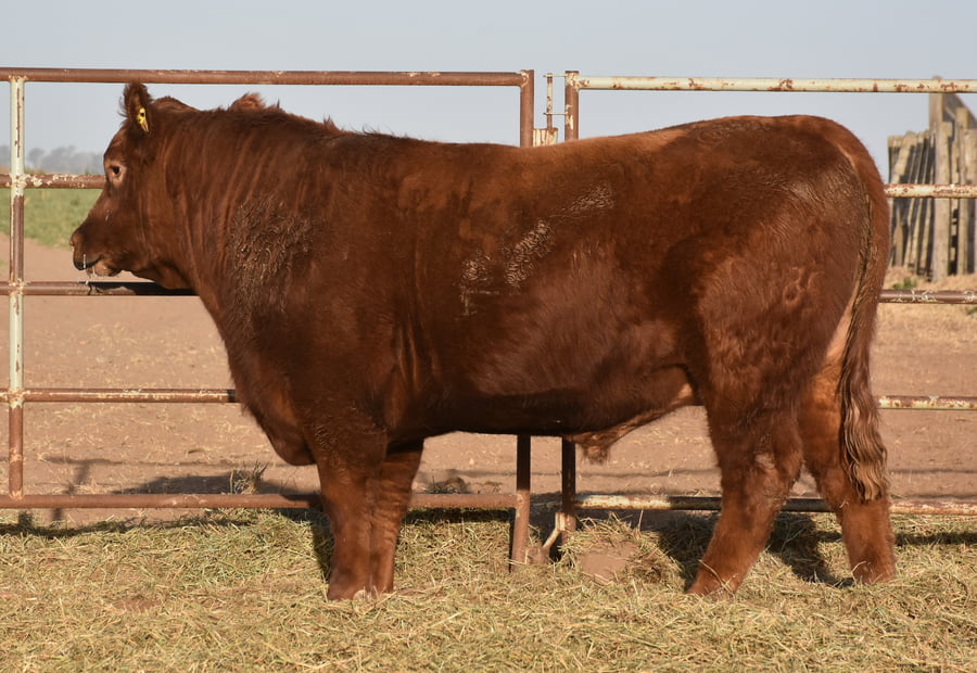 Lote TOROS (Corral 20)