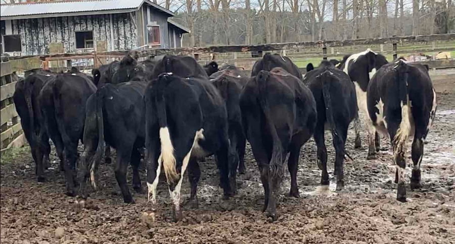 Lote 14 Vaquilla Engorda en Purranque, X Región Los Lagos