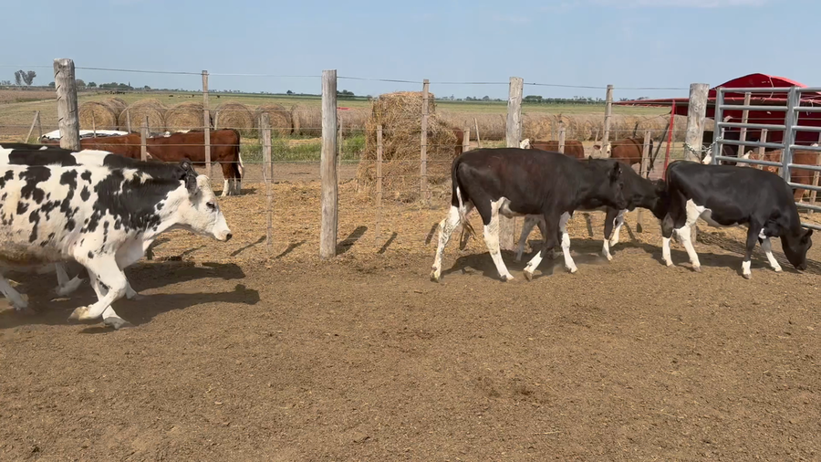 Lote 15 Vaquillonas Holando en Ramona, Santa Fe