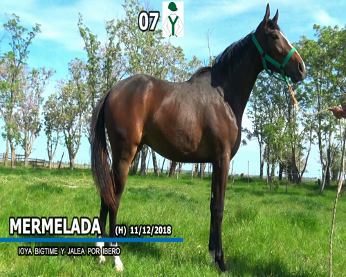 Lote MERMELADA