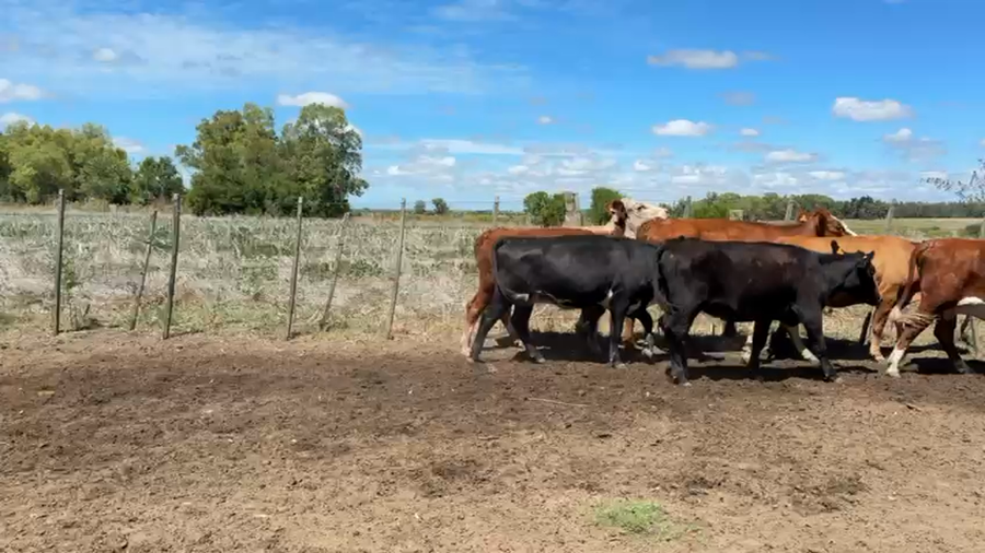 Lote VAQUILLONAS 1 a 2 AÑOS