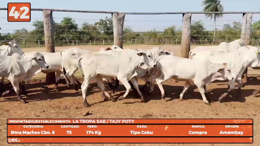 Lote LOTE 42