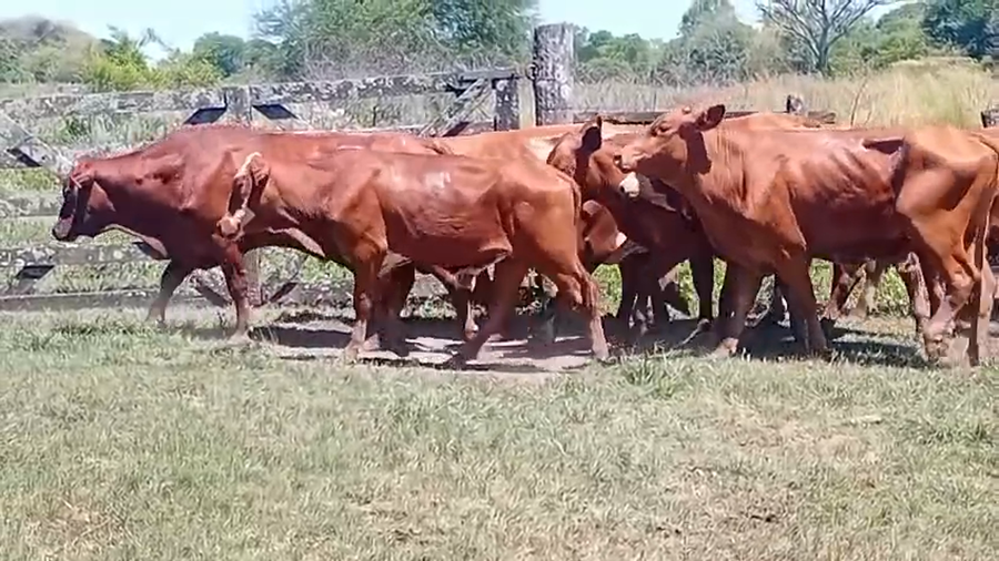 Lote 10 Novillos en Chaco, Laguna Blanca