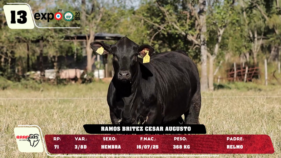 Lote LOTE 13