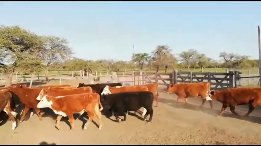 Lote 75 Terneros en Curuzú-Cuatiá, Corrientes