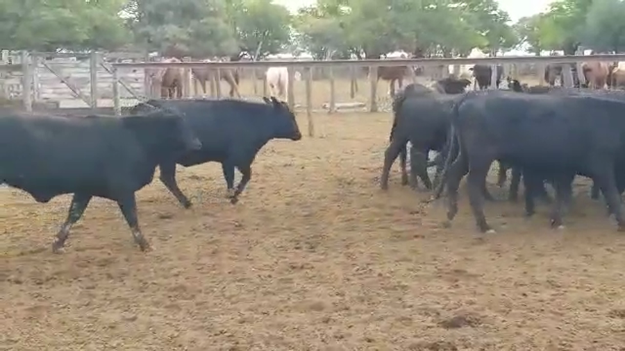 Lote 60 Vaquillonas en Vilelas, Santiago del Estero