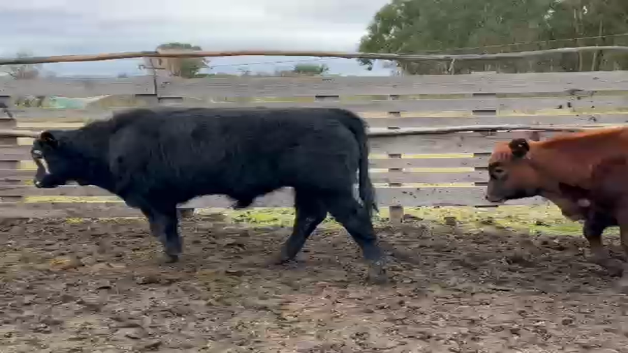 Lote 6 Terneros a remate en Pantalla Camy, San José