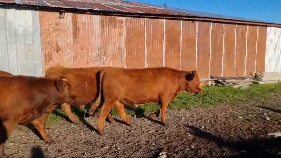 Lote 40 Novillo Engorda en Coyhaique, XI Región Aysén