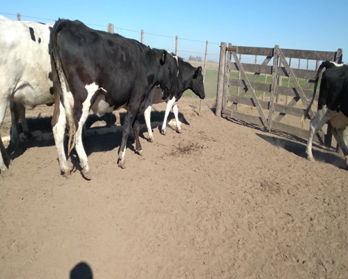 Lote VAQUILLONA PREÑADA 2 MASSONI GABRIEL