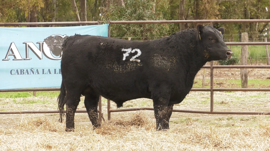 Lote TOROS ANGUS NEGROS  PC