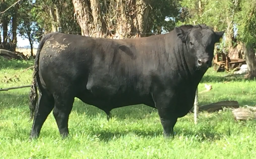Lote Toros a remate en Cabaña Rebenque , Florida