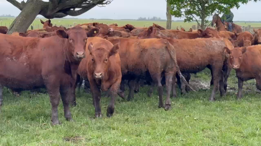 Lote 75 Novillitos