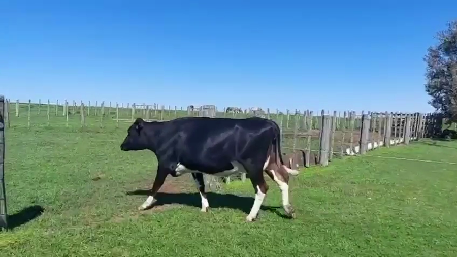 Lote 2 Vaquillonas  a remate en Pantalla Camy 480kg - , San José