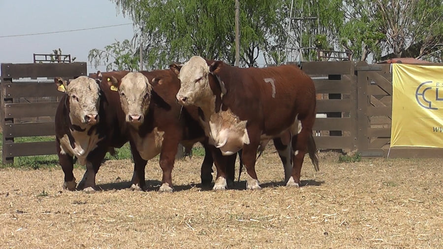 Lote TOROS POLLED HEREFORD PR