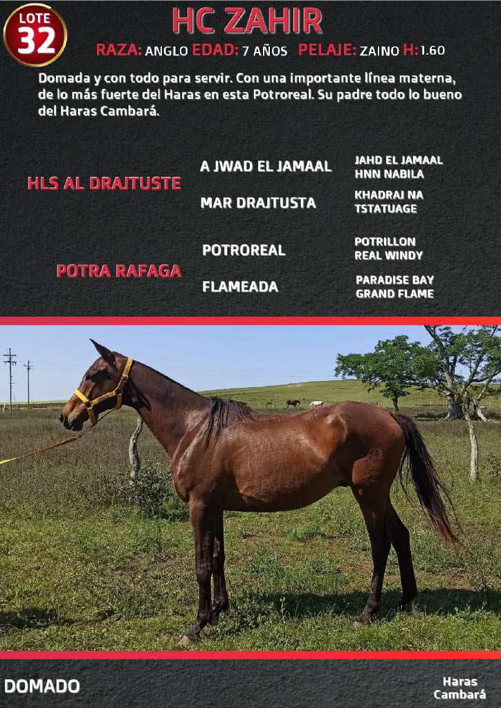Lote HC ZAHIR