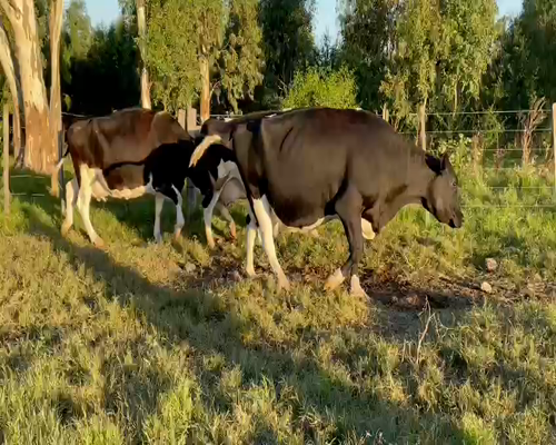Lote (Vendido)3 Vaca HOLANDO a remate en Entre Martillos en CARRETA QUEMADA