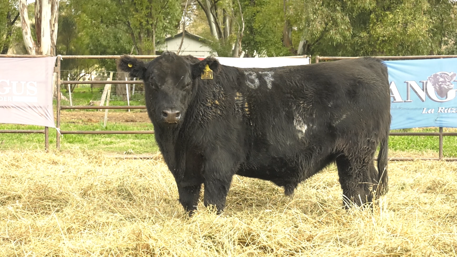 Lote TOROS ANGUS NEGROS  PC