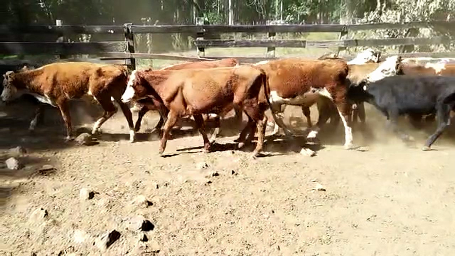 Lote 58 Novillos 1 a 2 años en Rivera